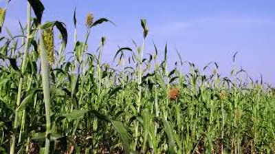 Sorghum