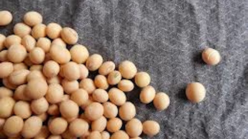 Soybean