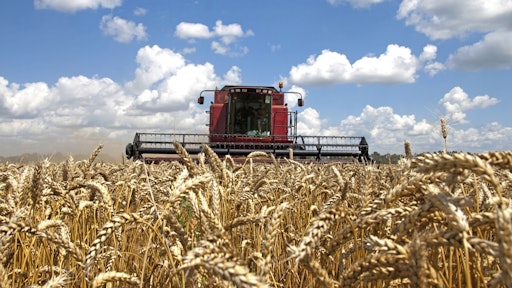 Wheat
