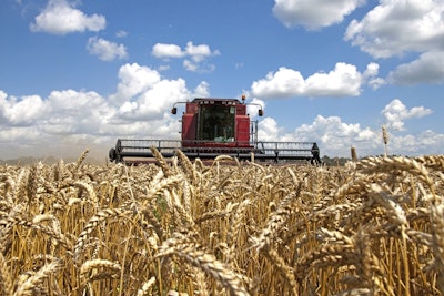 Wheat