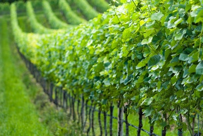 Grapevine