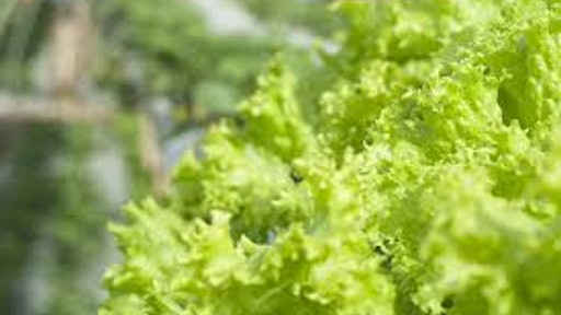 Lettuce