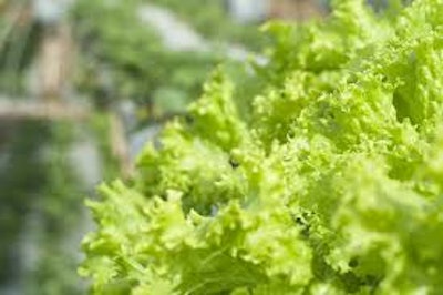 Lettuce