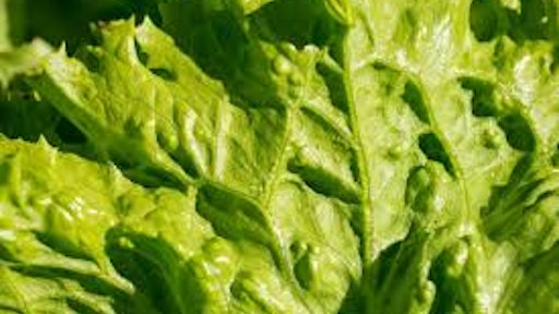 Lettuce