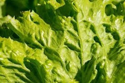 Lettuce