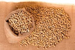 Soybean