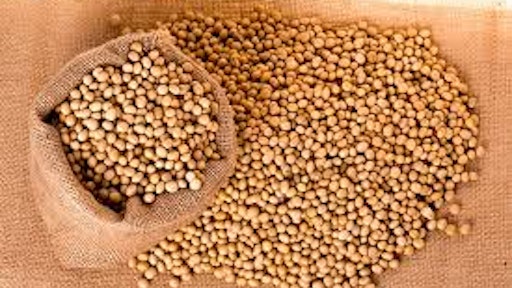 Soybean