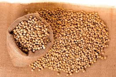 Soybean