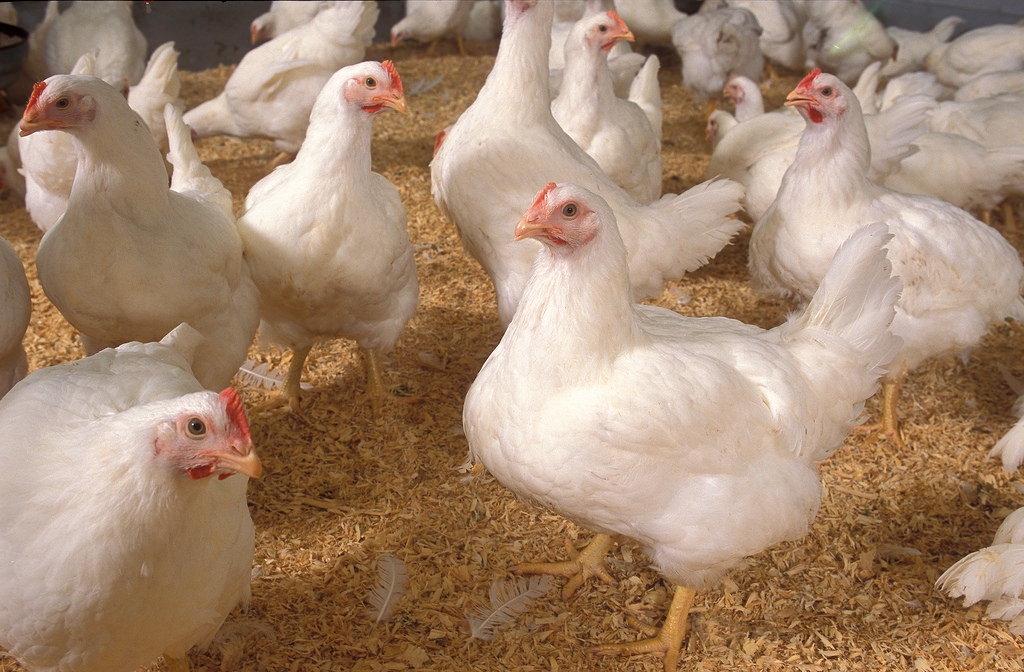 Brazil Chicken Exports Fall | Food Logistics