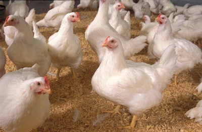 Chickens