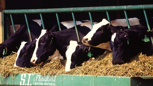 Cows
