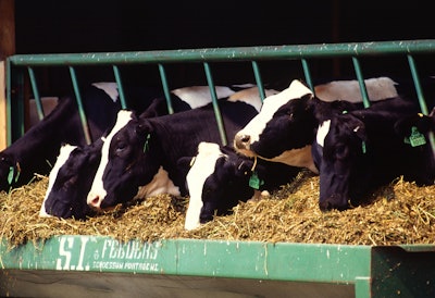 Cows