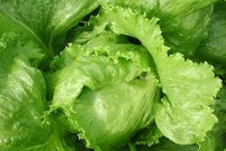 Lettuce