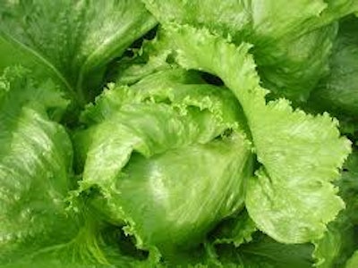 Lettuce