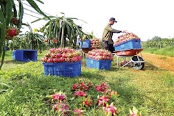 Improper post-harvest handling results in fruit and vegetable losses.