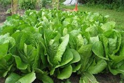 Romaine