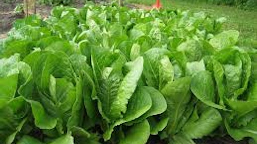 Romaine