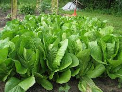 Romaine