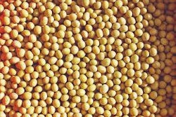 Soybeans