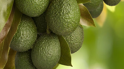 Avocado