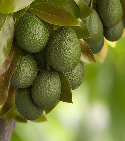 Avocado