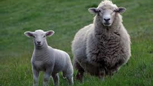 Sheep