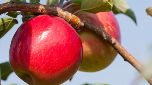 First Kiss Apple