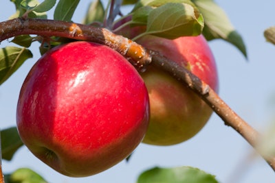 First Kiss Apple