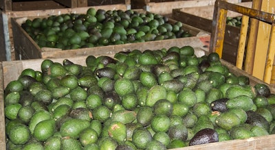 Hass Avocado 1054729 960 720
