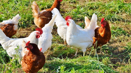 Poultry
