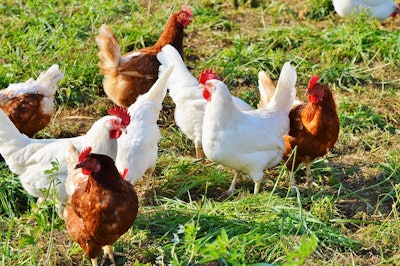 Poultry