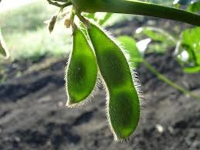 Soybean Plant