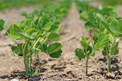 Soybean Plant
