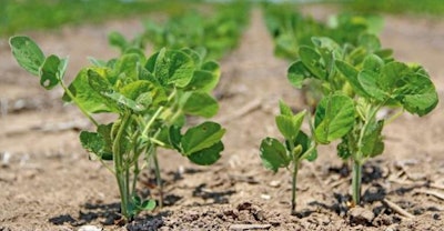 Soybean Plant