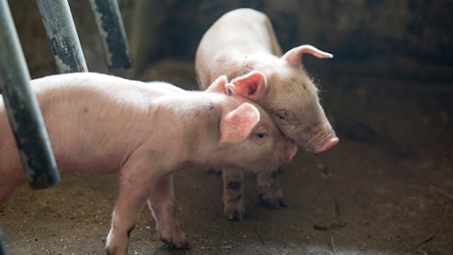 Pigs