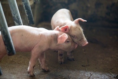 Pigs