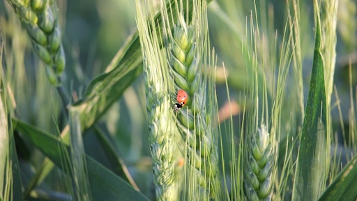 Wheat