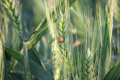 Wheat