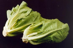 Romaine Lettuce