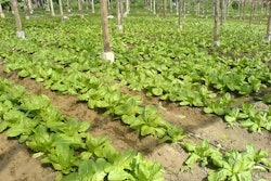 Lettuce Farm Impasug Ong3