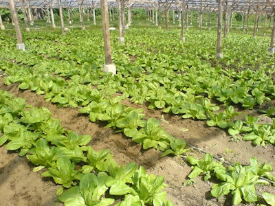 Lettuce Farm Impasug Ong3