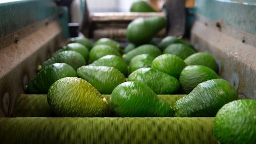 Avocado