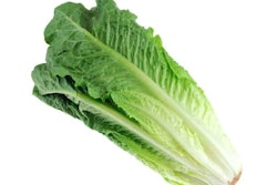 Romaine Lettuce