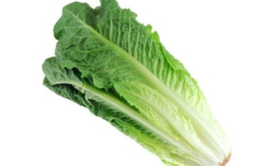 Romaine Lettuce