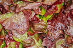 Red Leaf Lettuce