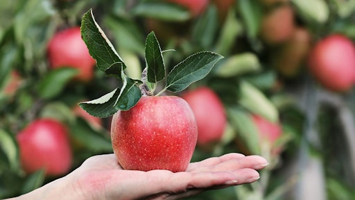 Apple
