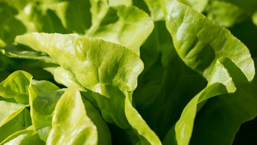 Lettuce