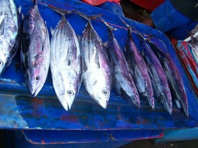 Oes Skipjacktuna Market 400 1