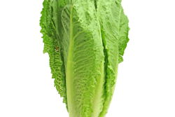 Romaine