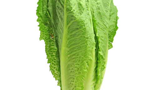 Romaine